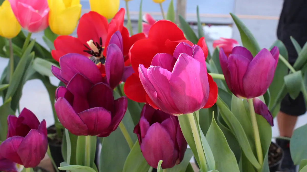 tulipanes en la paz